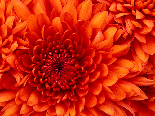 Flower Canvas (Orange)